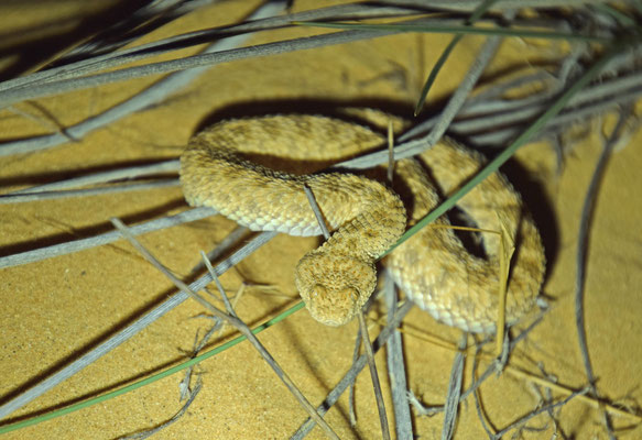 Cerastes vipera