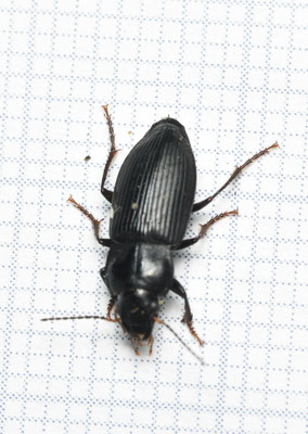 Anisodactylus binotatus - Gewone roodkruin