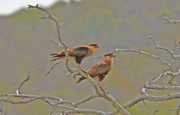 Crested Caracara