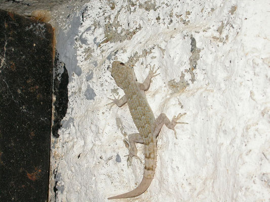 Egeïsche naaktvingergekko