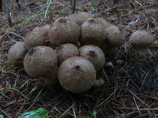 Lycoperdon foetidum - Zwartwordende stuifzwam