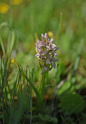 Vleeskleurige orchis