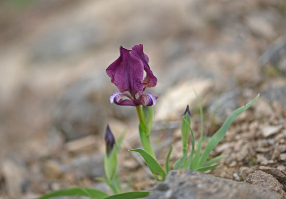 Iris suaveolens - Iris suaveolens