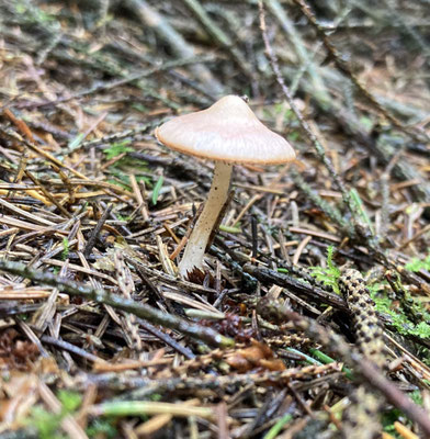 Inocybe whitei - Blozende dennenvezelkop