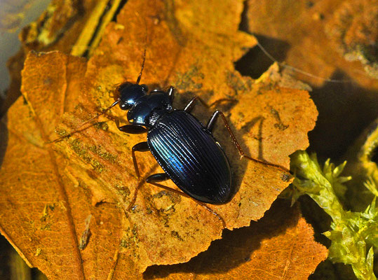 Leistus spinibarbis - Blauwe baardloper