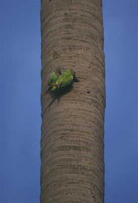 Poicephalus senegalus - Senegal Parrot