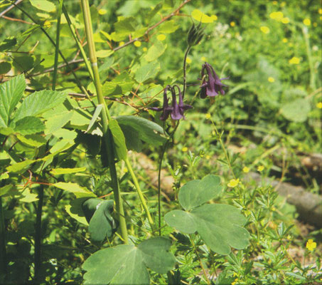 Aquilegia atrata - Donkere akelei