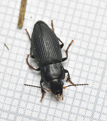 Anisodactylus binotatus - Gewone roodkruin