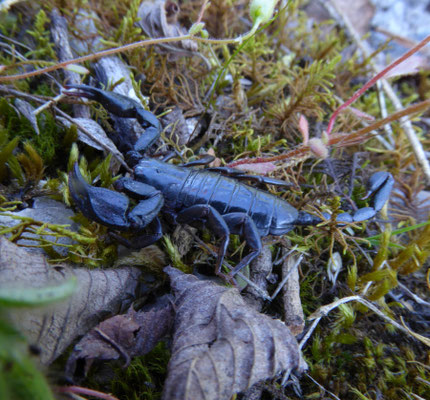 Euscorpius hadzii/italicus