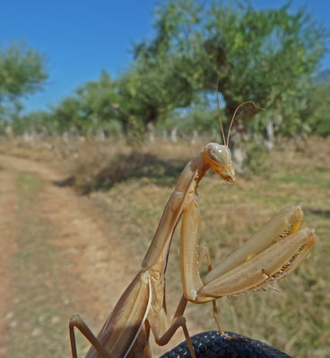 Mantis religiosa