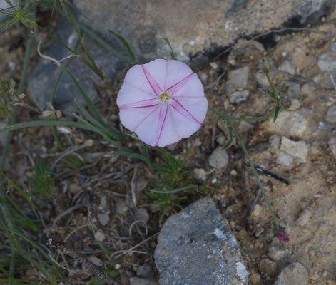 Convolvulus cantabricae - Cantabrische winde