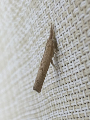 Pediasia contaminella - Oranjebruine grasmot