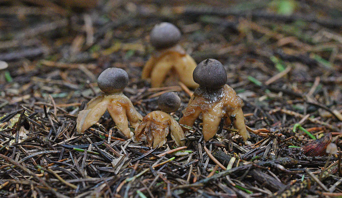 Geastrum quadrifidum-Vierslippige aardster
