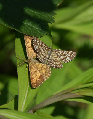 Gewone heispanner (Ematurga atomaria)