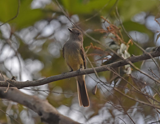 Pale-bellied Mourner