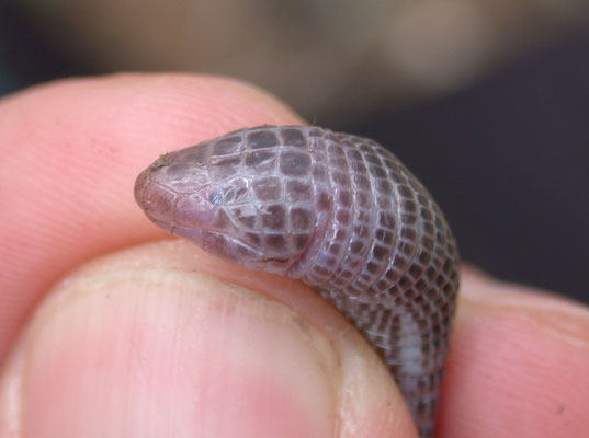 Blanus strauchi