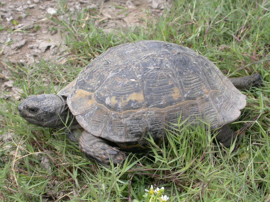 Moorse landschildpad