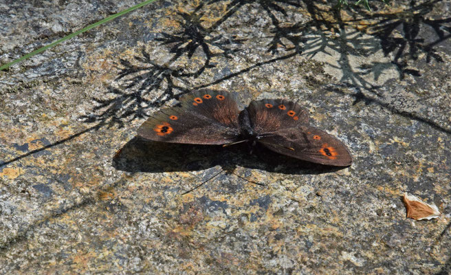 Voorjaarserebia (Erebia medusa)