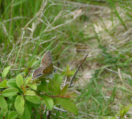 bruine vuurvlinder (Lycaena titurus)