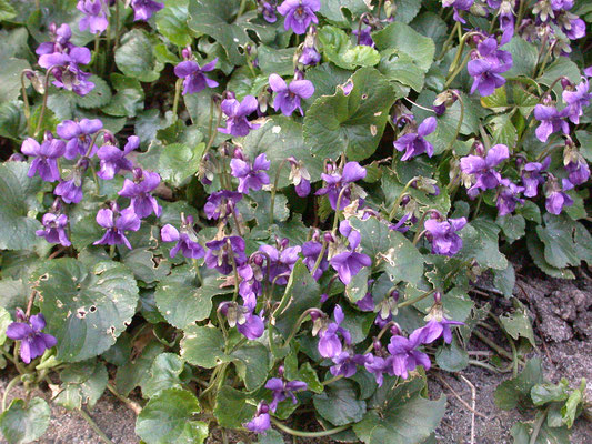 Viola odorata - Maarts viooltje