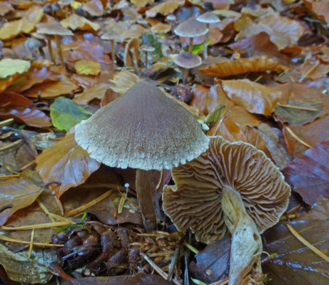 Cortinarius decipiens ss lato - Siersteelgordijnzwam