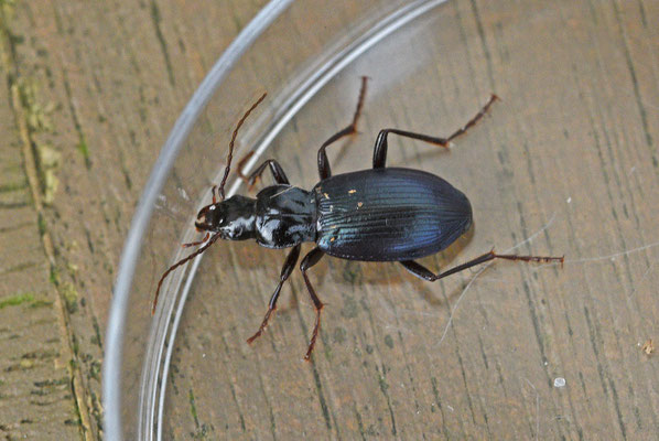 Aardloper - Laemostenus terricola
