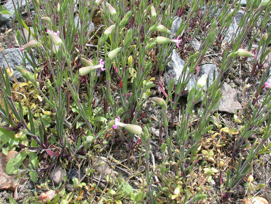 Silene conica - Kegelsilene