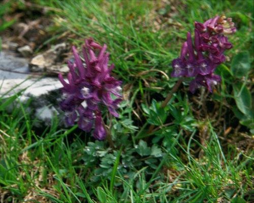Corydalis solida - Vingerhelmbloem