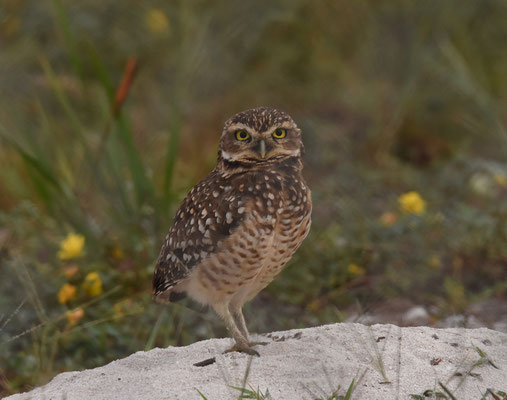 Burrowing Owl