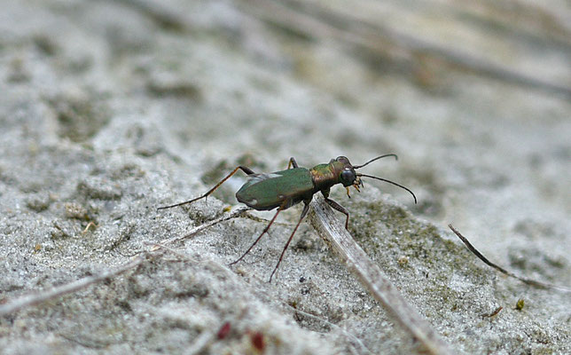 Duitse zandloopkever - Cylindera germanica