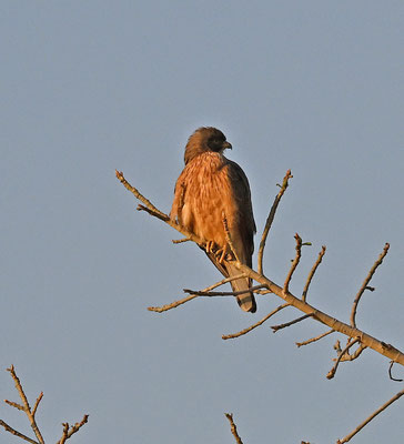 Butastur rufipennis - Grasshopper Buzzard