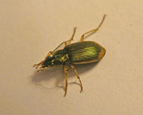 Chlaenius vestitus