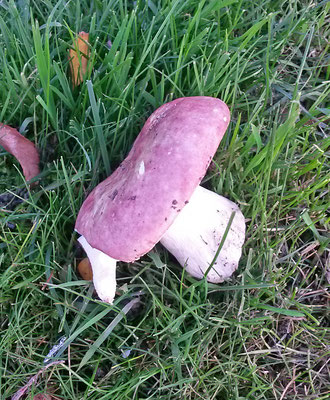 Russula exalbicans - Verblekende russula
