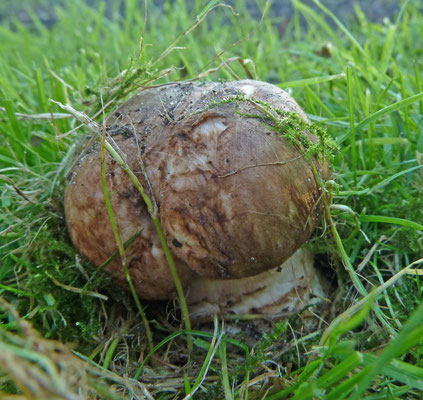Agaricus bresadolanus - Wortelende champignon