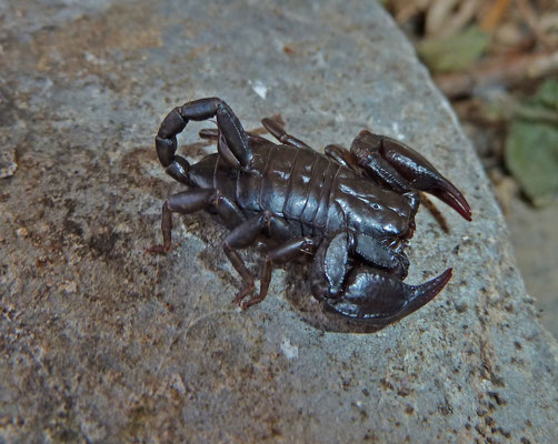 Euscorpius vh carpathicus