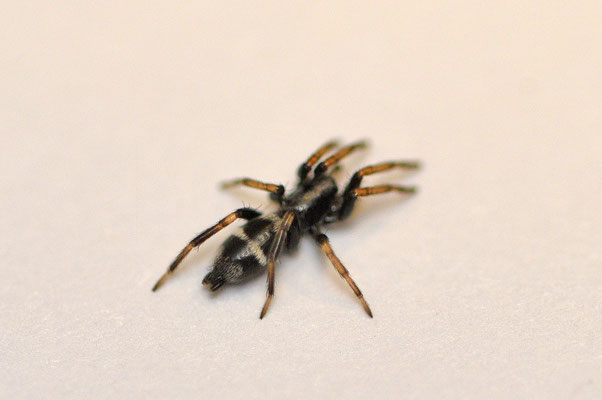 Aphantaulax trifasciata