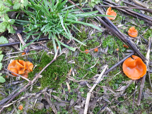 Grote oranje bekerzwam