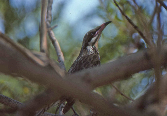 Spiny-cheeked Honeyeater