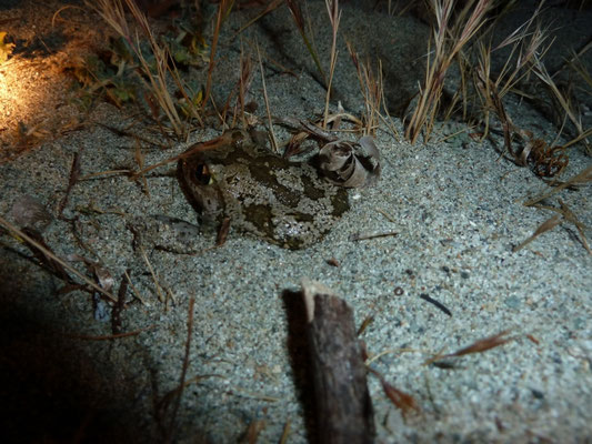Pelobates syriacus