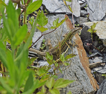 Ruïnehagedis (Podarcis siculus)