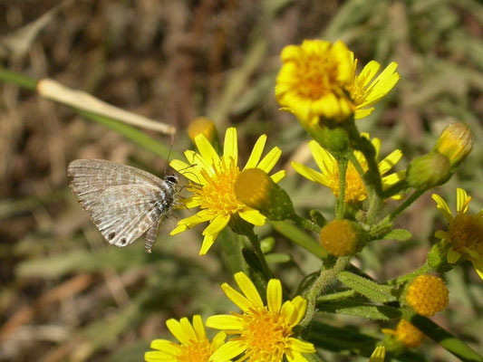 Leptotes pirithous