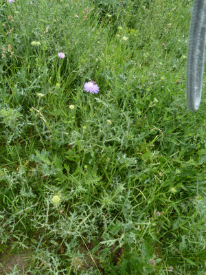 Knautia arvensis - Beemdkroon