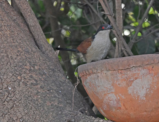 Centropus senegalensis - Senegal Coucal