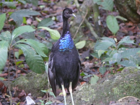 Gray-winged Trumpeter