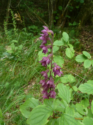 Epipactis atrorubens - Bruinrode wespenorchis