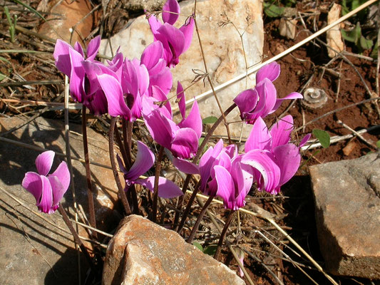 Cyclamen graecum