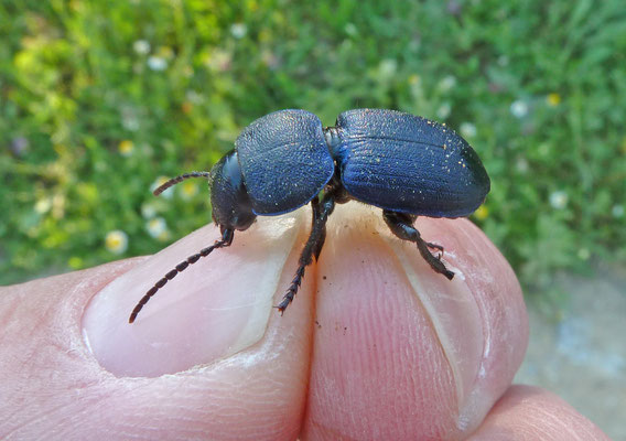Pachycarus cyaneus