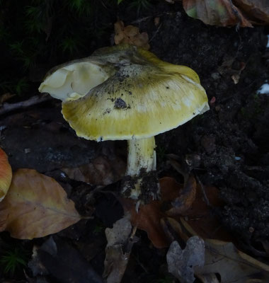 Tricholoma sejunctum - Streephoedridderzwam