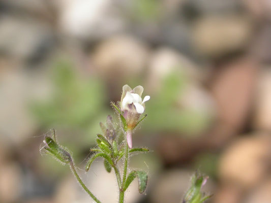 Chaenorhinum minus - Kleine leeuwenbek