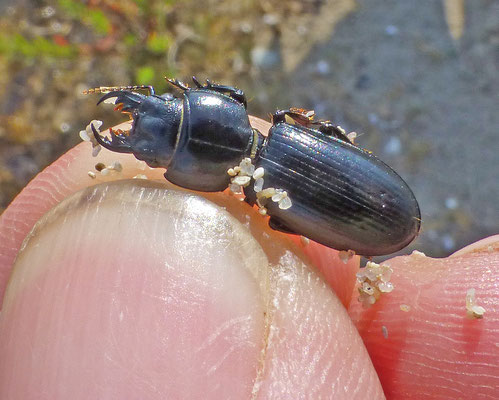 Scarites laevigatus